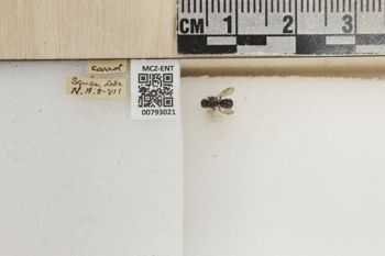 Media type: image;   Entomology 793021 Aspect: Labels